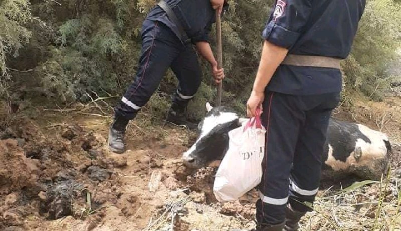الشلف: إنقاذ عجل سقط في الوحل بوادي بحي الزمول بوادي الفضة
