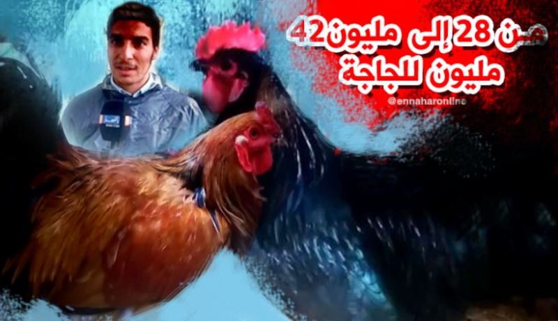 بالفيديو.. دجاج يعالج السرطان فوق 40 مليون سنتيم في جيجل