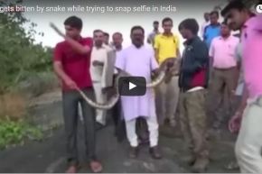 بالفيديو.. ثمن أخذ صورة سيلفي مع ثعبان