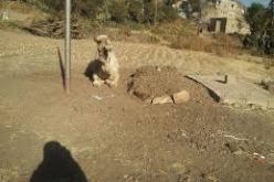 صورة مؤثرة لجمل يلازم قبر صاحبه