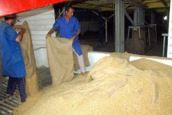 إختلاس 13 مليار من مطاحن الحبوب بأولاد ميمون في تلمسان