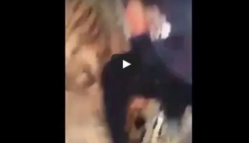 بالفيديو.. حاول اللعب مع نمر فشاهد ماذا وقع له