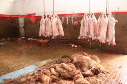 حجز لحوم فاسدة داخل مذبح غير شرعي في الجلفة