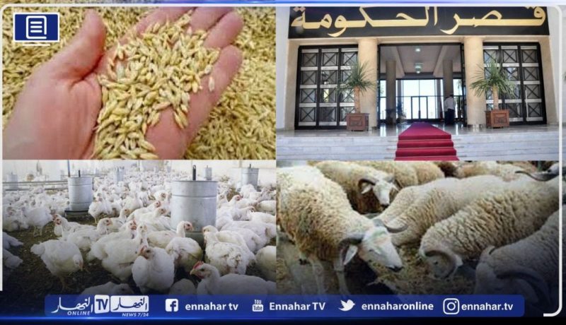 رسميا.. إعفاء الشعير والذرة وكل المواد الموجهة لتغذية المواشي والدواجن من الـTVA    
