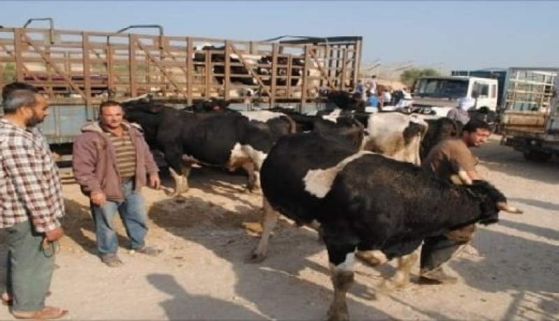 المصالح البيطرية تجند كل الوسائل للحد من انتشار داء الحمى القلاعية