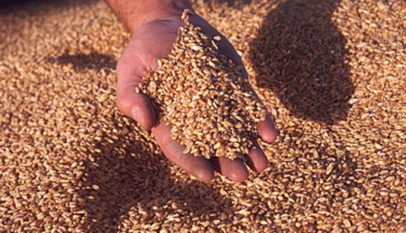 ارتفاع فاتورة الواردات الحبوب بنسبة 17.6 بالمائة خلال الثلاثي الأول من سنة 2014