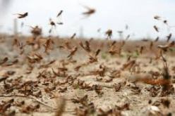 الجزائر تمنح كينيا 7000 لتر من المبيدات لمكافحة الجراد