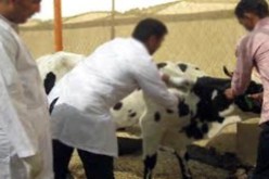 فلاحو شرق البلاد في دورة تكوينية حول أمراض المواشي
