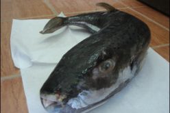 بن قرينة يؤكد أن كل التدابير اتخذت بوهران للوقاية من بلوغ السمك الأرنب للمستهلك