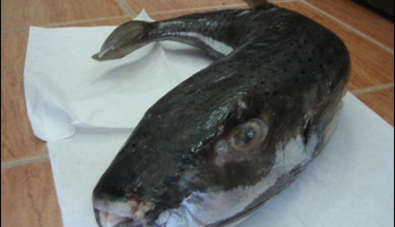 بن قرينة يؤكد أن كل التدابير اتخذت بوهران للوقاية من بلوغ السمك الأرنب للمستهلك