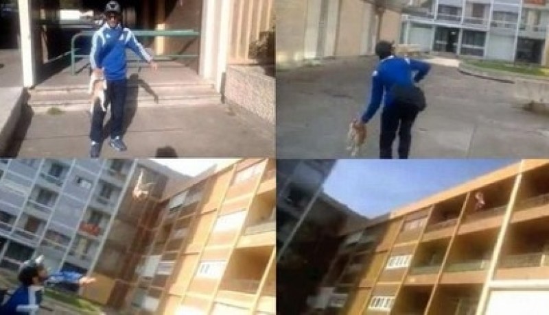 ادانة شاب بعام سجن بعد تعذيبه لقط في فرنسا