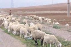 مسؤول ينفي اصابة الغنم و الماعز بفيروس الحمى القلاعية في البويرة