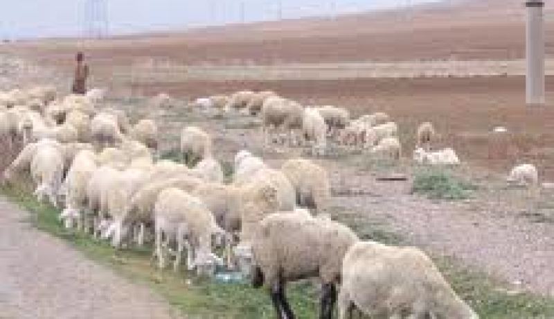 مسؤول ينفي اصابة الغنم و الماعز بفيروس الحمى القلاعية في البويرة