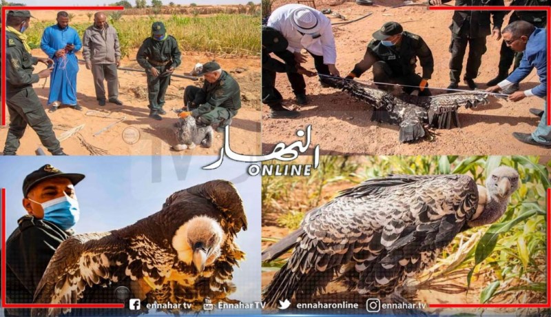 العثور على طائر النسر الأبقع “نسر روبل” النادر في منطقة تيديكلت بأولف في أدرار