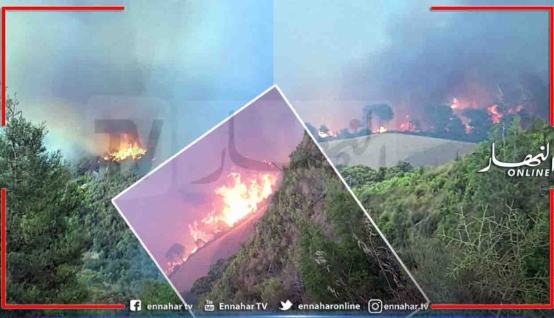 الشلف: إندلاع حريق بغابة بعدوس بإقليم بلدية المرسى
