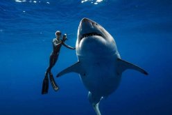 شاهد ..سمكة قرش عملاقة تسبح مع غواصين