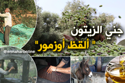فيديو يظهر عملية جني الزيتون في الجزائر