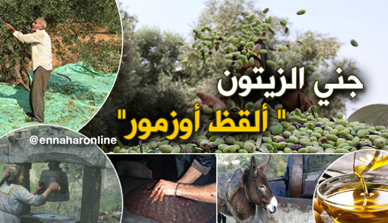 فيديو يظهر عملية جني الزيتون في الجزائر