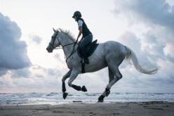 ركوب الحصان في المنام…نصر وخير وانتقال