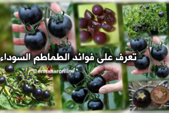 تعرّف على فوائد الطماطم السوداء