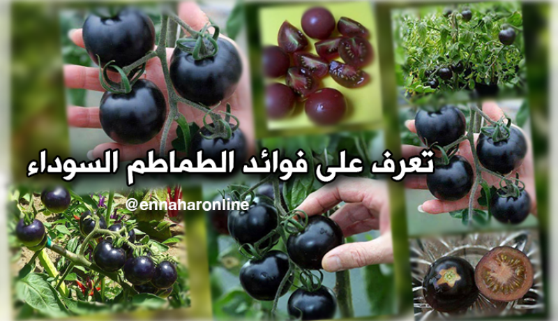 تعرّف على فوائد الطماطم السوداء