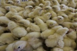 حريقان يتسببان في نفوق 4 ألاف كتكوت بمعسكر