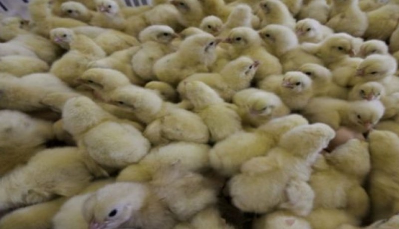 حريقان يتسببان في نفوق 4 ألاف كتكوت بمعسكر