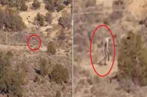 بالفيديو مخلوق غريب يمشي في صحراء البرتغال