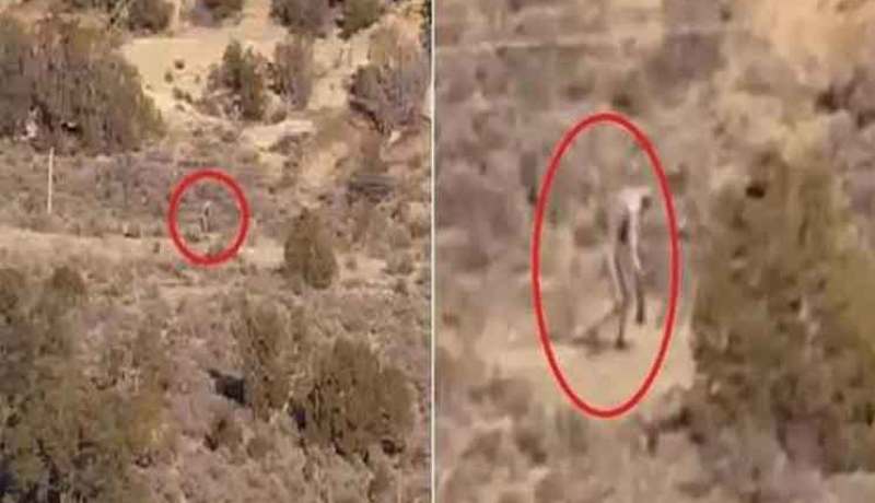 بالفيديو مخلوق غريب يمشي في صحراء البرتغال
