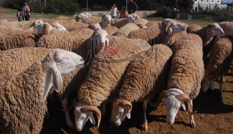 النهار تزعج سماسرة بيع الكباش