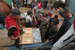 مهرّبون جدد يغرقون موانئ تيبازة بأسماك  الروجي والميرلون  المجمدة