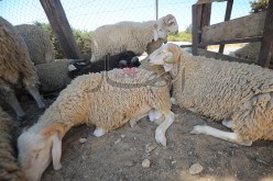 استيراد الكباش السودانية ممنوع بسبب الأزمة