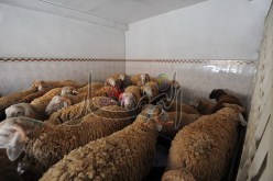 كباش بـ25 ألف دينار ابتداء من يوم غد