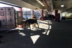 بالفيديو والصور بقرة هاربة تثير فوضى في شوارع نيويورك