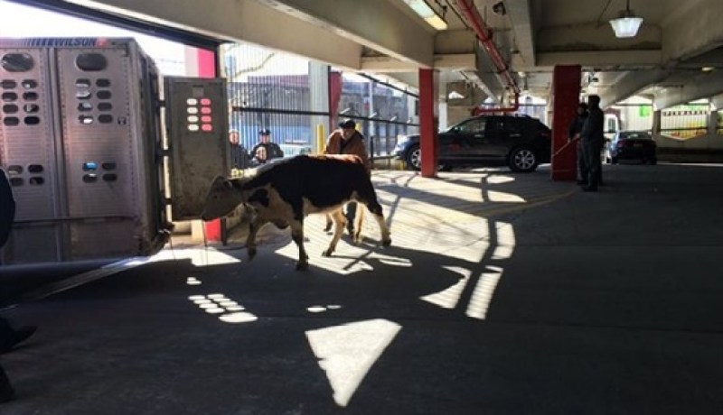 بالفيديو والصور بقرة هاربة تثير فوضى في شوارع نيويورك