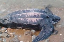 جنوح سلحفاة ضخمة إلى شواطئ «شيفالو» بتيبازة