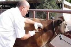 تلقيح أكثر من 11 ألف رأس من الأبقار ضد الحمى القلاعية في سعيدة