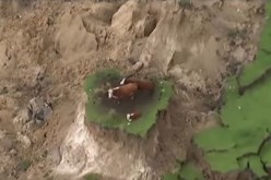 بالفيديو زلزال نيوزيلندا يعزل بقرتين وعجل فوق قمّة جبل