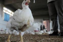 ظهور انفلونزا الطيور في 12 ولاية أمريكية