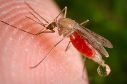 بن بوزيد.. تسجيل 80 ألف حالة ملاريا محلية منذ الاستقلال