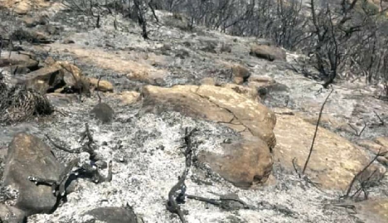 الشلف: إخماد حريق غابة العقاقير بسيدي عكاشة