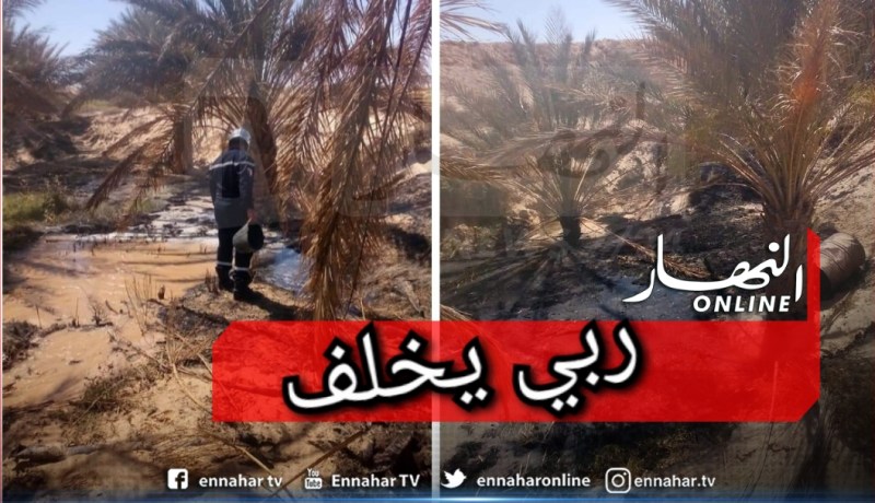 بالصور.. الحماية المدنية تنقذ 80 نخلة في إحتراق مزرعة بالوادي