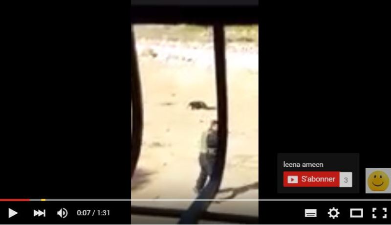 بالفيديو قوات الاحتلال تعدم الشاب فادي حسن الفروغ في بيت عينون بالخليل