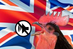 قرار إداري يمنع ديكاً من الصياح صباحاً