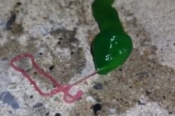 بالفيديو العثور على مخلوق أخضر غريب