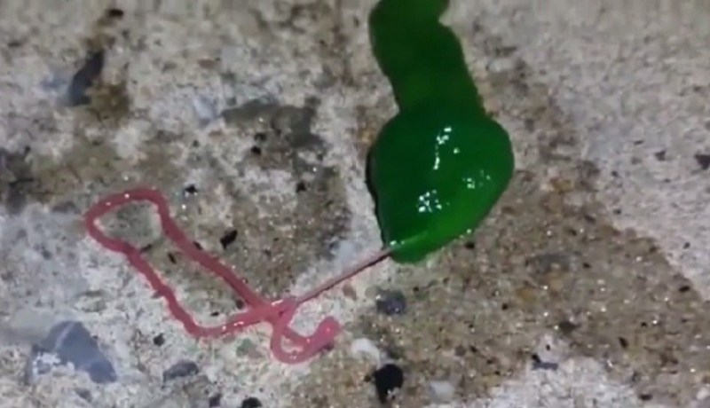 بالفيديو العثور على مخلوق أخضر غريب