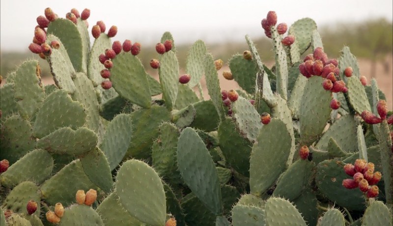 بالفيديو شخص مهووس بالشهرة يرمي نفسه على شجرة صبّار عملاقة