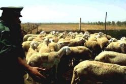 تفكيك عصابة سرقة المواشي ببوهني في معسكر