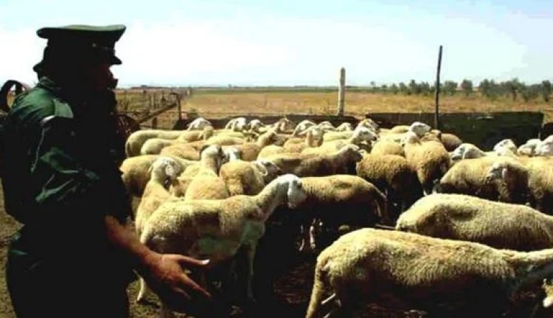 تفكيك عصابة سرقة المواشي ببوهني في معسكر