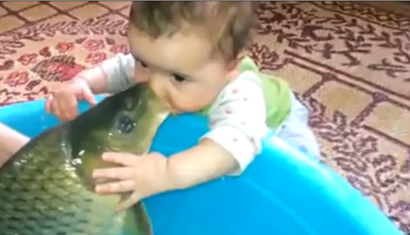 فيديو رائع لسمكة تداعب رضيع وكأنه صغيرها